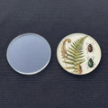 A round glass keepsake dish with a clear lid sits beside an open dish showing vintage-style botanical illustrations of ferns and beetles on a cream background, set against a dark textured fabric backdrop.